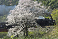 桜の沿線