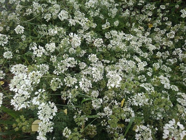 道沿いの白い花