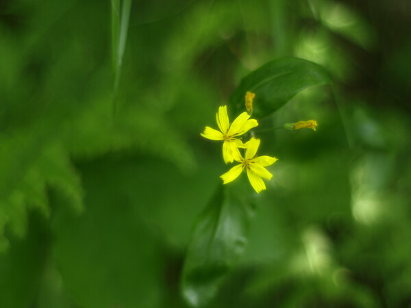 黄色い花２