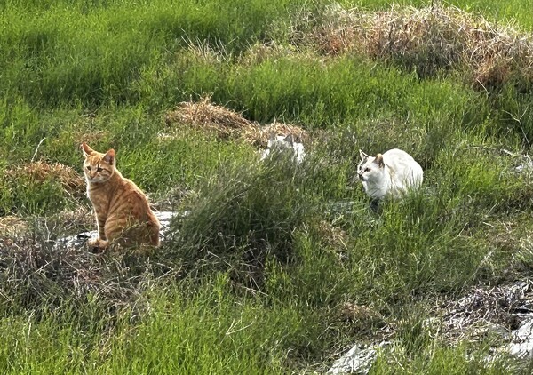 野良猫