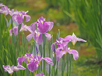 菖蒲まつり〜Ekio２〜