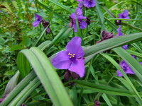 大紫露草（おおむらさきつゆくさ）