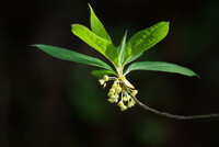 樹に咲く花：オオバクロモジ
