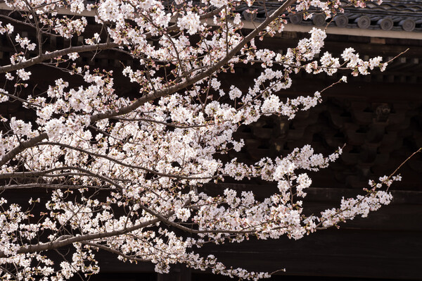 日本的春景色