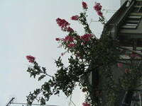 サルスベリの木に桃色の花が咲き乱れて