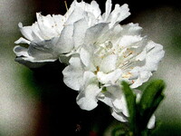 白い梅の花UP