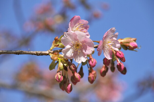 春の便り　河津桜