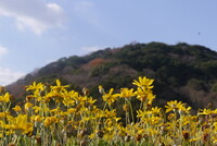 金比羅山をバックに黄色の花