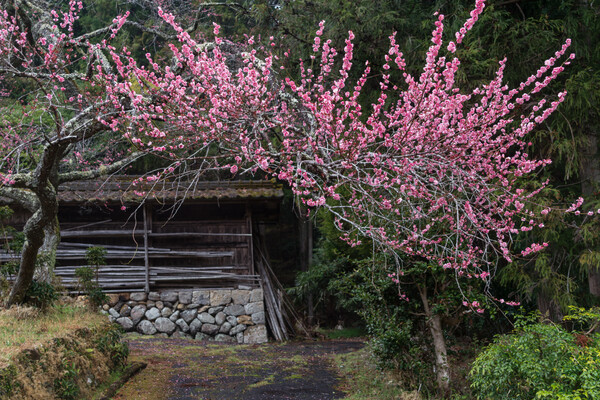 深山の春＿黒梅の咲く景色