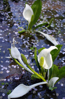 (心)も和む水芭蕉