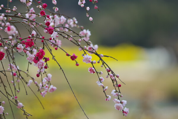 花桃の季節
