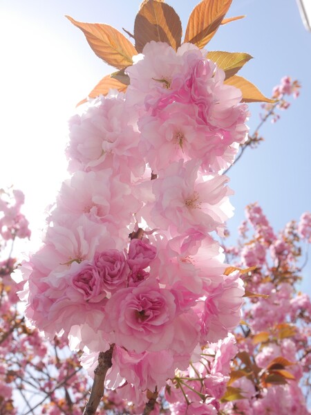 世田谷の八重桜