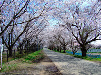桜のトンネル・・・