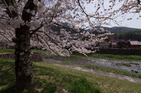【桜花】川面