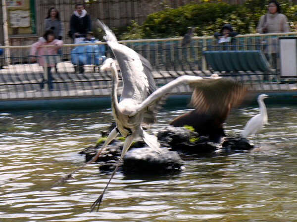 天王寺動物園の池