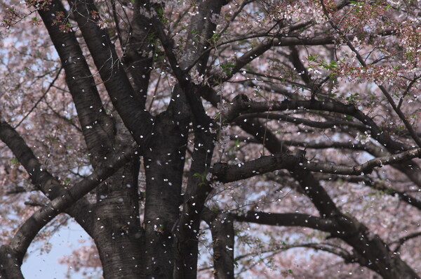 桜が散る頃２
