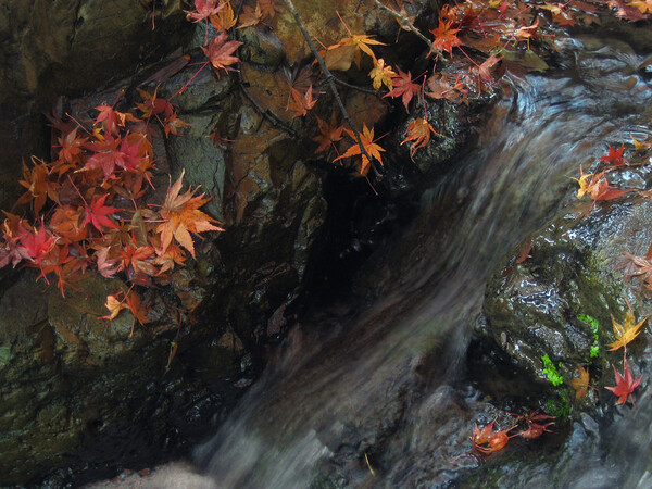 【トキメキの色】濡れた岩と落葉模様