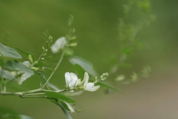 白花萩