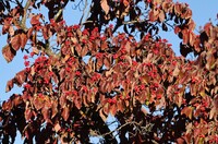 秋の実 鈴生り（その２）ハナミズキ