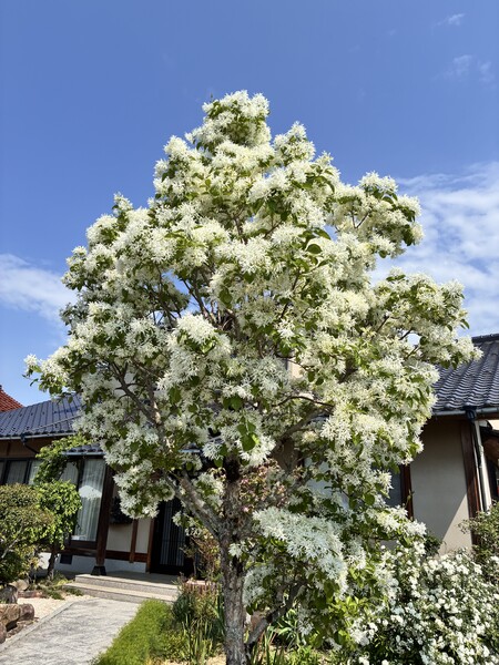 ナンジャモンジャの花