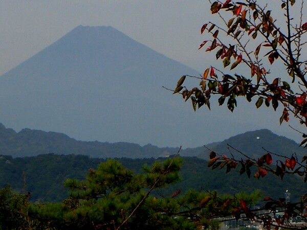 桜の紅葉と富士山