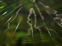 蜘蛛糸
