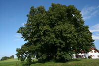 南ドイツWessobrumの西洋菩提樹