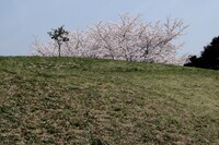 【花のある情景】桜・お花見場所取り・いちばんのりだぁ！