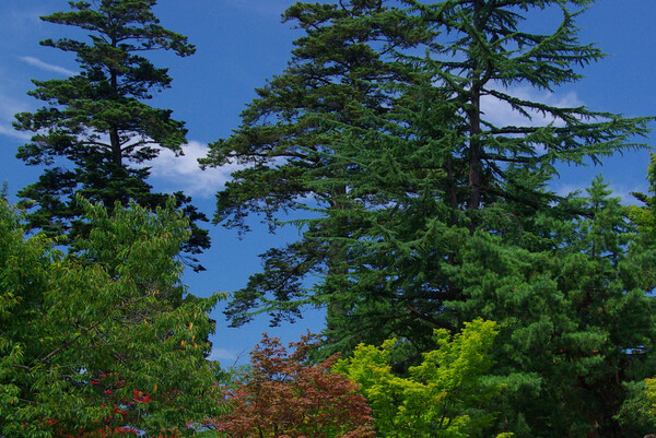 暑い日：空の青と樹の緑と