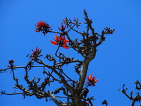 ディゴの花（沖縄の植物３）