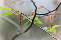 垂れ下がる春（アカシデの花）