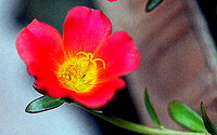 小さな赤い花