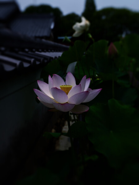 月光値千金