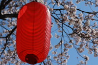 桜祭りの朝