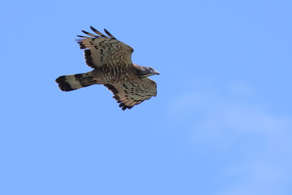 川で水鳥を撮っていましたら