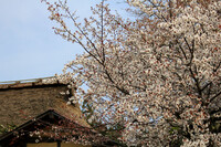 三多気～茅葺き屋根と山桜