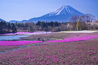 富士山と芝桜