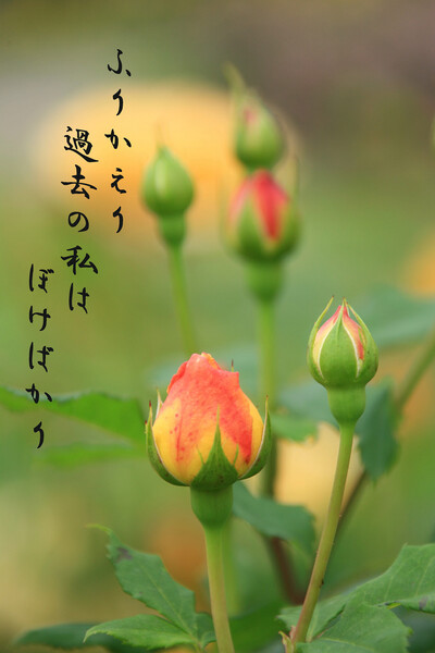 【写川柳】薔薇
