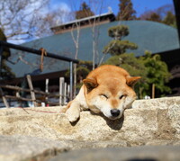 ボンちゃんと大晦日