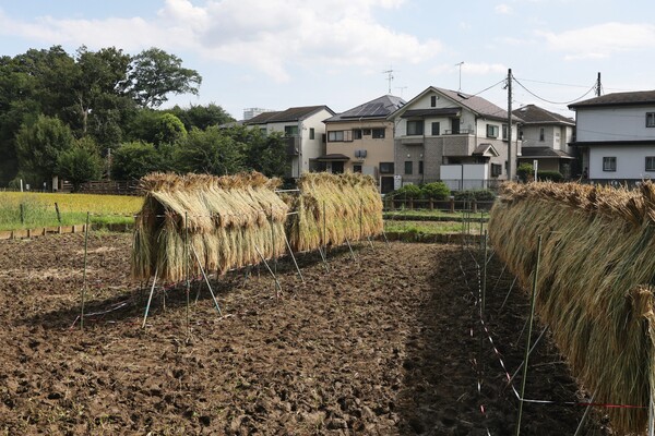 東京の田んぼ