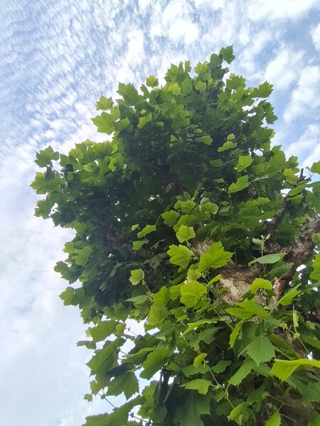 空に向かって