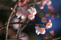 新春の桜