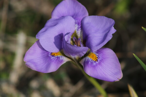 【好きなもの】紫色の花　A