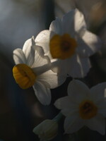 【春】花びら