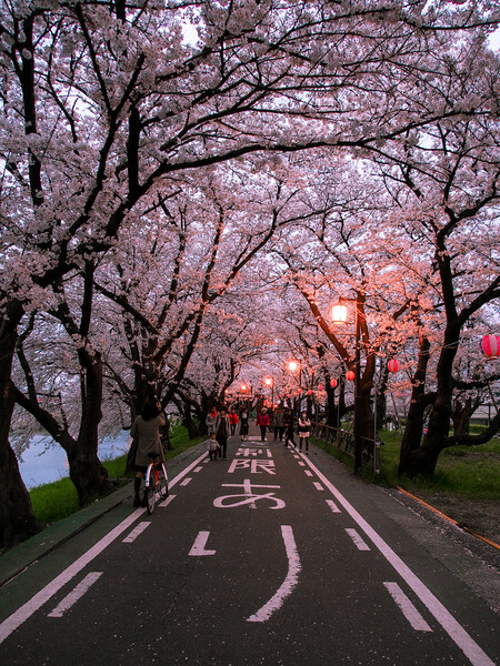 【縦画像】夕暮れ桜