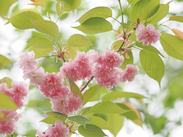 八重の桜３