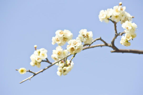 【桜花】白い梅枝垂れ