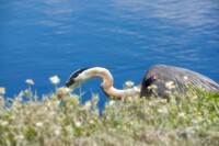 Great Blue Heron（オオアオサギ）