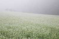 朝霧の中のソバ畑
