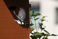 シジュウカラの育児日記